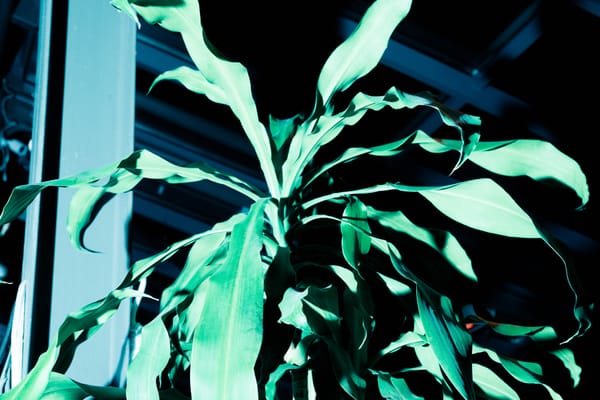 Organized Noise concludes with concert in Széchényi bath’s palm house  – The chronicle of (some) spaces reclaimed